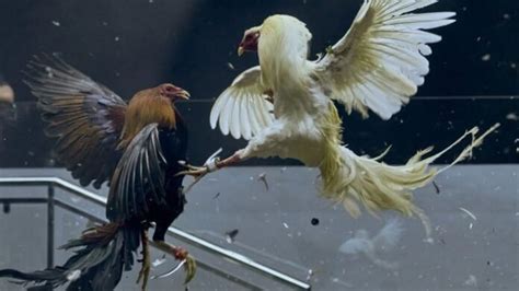 asian cockfighting is the new go perya|Online cockfighting wagers rake in billions in the Philippines.
